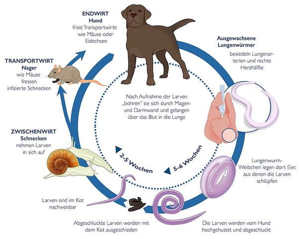 Wie oft sollte man seinen Hund entwurmen? Ein Leitfaden für Hundebesitzer Wie oft sollte man seinen Hund entwurmen? Ein Leitfaden für Hundebesitzer