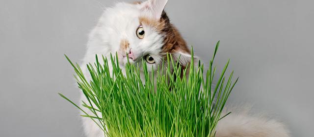 Wie oft ist der Verzehr von Katzengras für Katzen sicher? Wie oft ist der Verzehr von Katzengras für Katzen sicher?