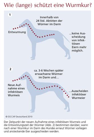 Die Bedeutung der regelmäßigen Entwurmung beim Hund Die Bedeutung der regelmäßigen Entwurmung beim Hund