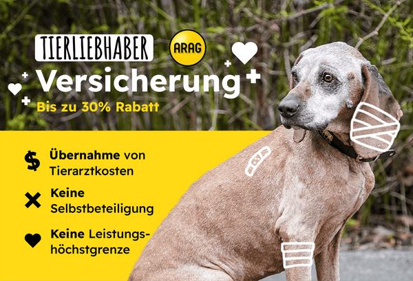 Entwurmung beim Hund: Wie oft ist wirklich notwendig? Entwurmung beim Hund: Wie oft ist wirklich notwendig?