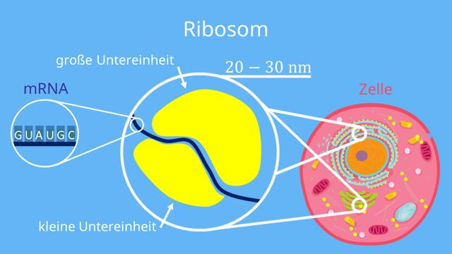 Ribosomen im Fokus: Ihre Rolle bei der Proteinherstellung verstehen Ribosomen im Fokus: Ihre Rolle bei der Proteinherstellung verstehen