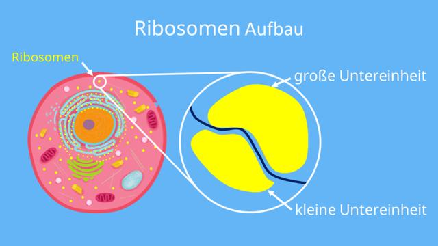 Die Bedeutung von Ribosomen für die Proteinsynthese in Zellen Die Bedeutung von Ribosomen für die Proteinsynthese in Zellen