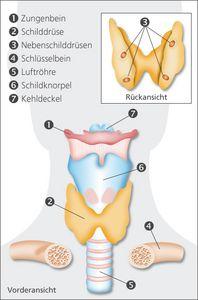 Geschwindigkeit des Wachstums von Schilddrüsenknoten