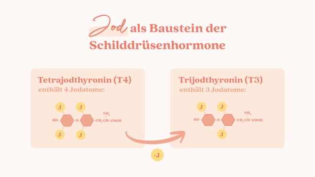 Wie lange dauert es, bis Jod auf die Schilddrüse wirkt? Wie lange dauert es, bis Jod auf die Schilddrüse wirkt?