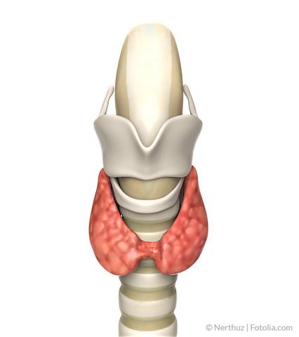 Die schnelle Wirkung von Jod auf die Schilddrüse: Was Sie beachten sollten Die schnelle Wirkung von Jod auf die Schilddrüse: Was Sie beachten sollten