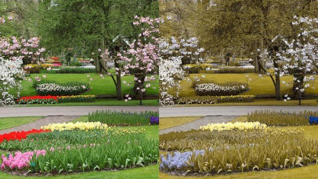 Die Sicht der Farbenblinden: Wie nehmen sie ihre Umgebung wahr? Die Sicht der Farbenblinden: Wie nehmen sie ihre Umgebung wahr?