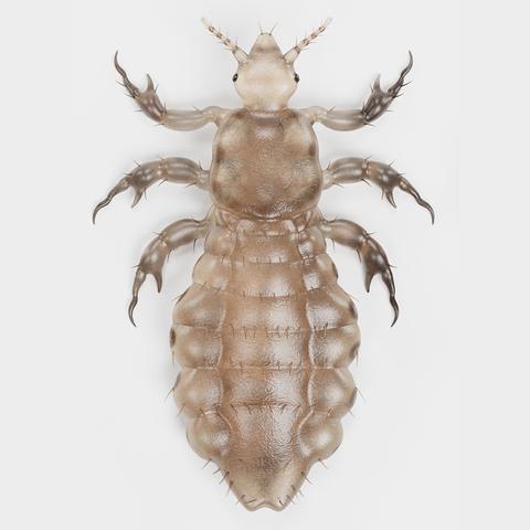 Bilder und Beschreibung: Das Erscheinungsbild von Kopfläusen Bilder und Beschreibung: Das Erscheinungsbild von Kopfläusen