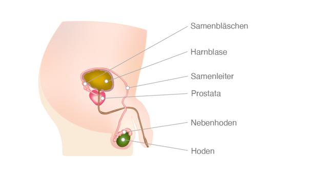 Palliativmedizinische Betreuung bei Prostatakrebs: Unterstützung am Lebensende