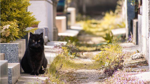 Verstorbene Tiere: Wie sie sich durch Träume und Zeichen bemerkbar machen Verstorbene Tiere: Wie sie sich durch Träume und Zeichen bemerkbar machen