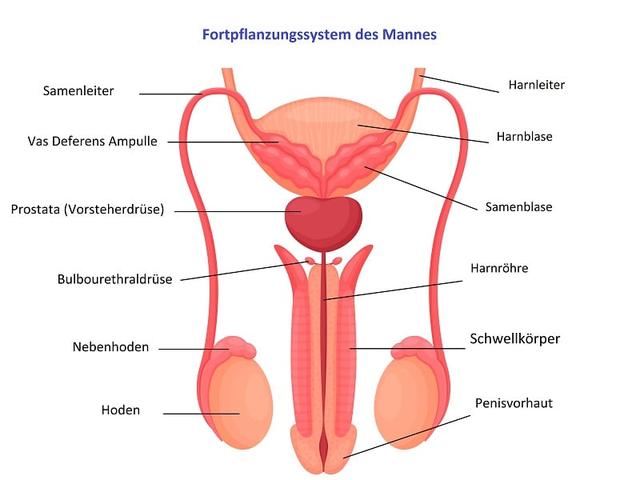Effektive Wege, um mehr Blut in die Schwellkörper zu bekommen Effektive Wege, um mehr Blut in die Schwellkörper zu bekommen