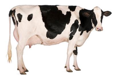 Die Bedeutung des Kuhgewichts in der Landwirtschaft