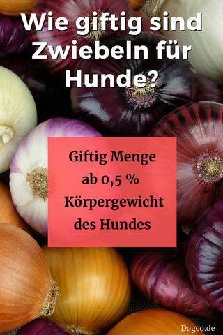 Giftige Zwiebelmenge für Hunde: Was sollte vermieden werden?