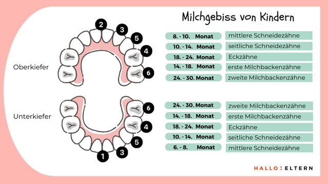 Die Entwicklung der Milchzähne: Wie viele sind es? Die Entwicklung der Milchzähne: Wie viele sind es?