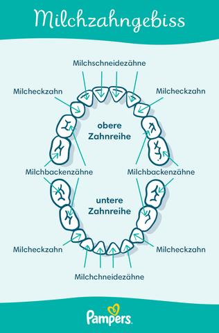 Wie viele Zähne entwickelt ein Baby im Laufe der Zeit? Wie viele Zähne entwickelt ein Baby im Laufe der Zeit?