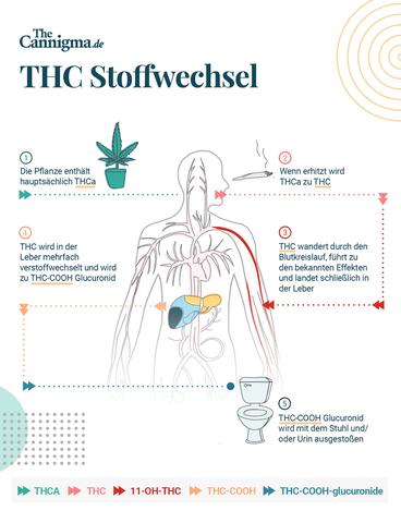 THC-Abbau im Körper: Wie funktioniert dieser Prozess? THC-Abbau im Körper: Wie funktioniert dieser Prozess?