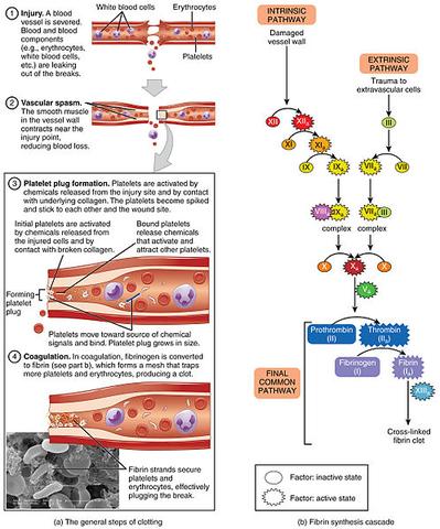 Marcumar: Hemmung der Blutgerinnung und Vermeidung von Thrombosen Marcumar: Hemmung der Blutgerinnung und Vermeidung von Thrombosen