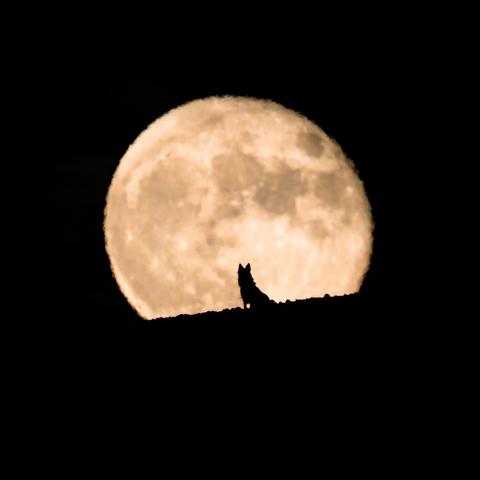 Wolfsvollmond im Januar 2023: Spirituelle Bedeutung und Einfluss - Sieu