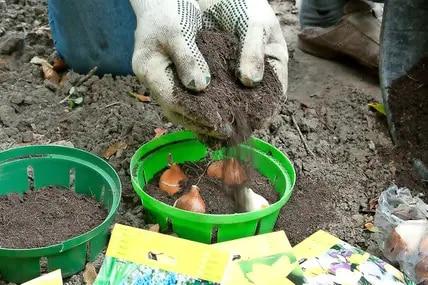 Natürliche Feinde und Hausmittel: Wie man Wühlmäuse erfolgreich bekämpft Natürliche Feinde und Hausmittel: Wie man Wühlmäuse erfolgreich bekämpft