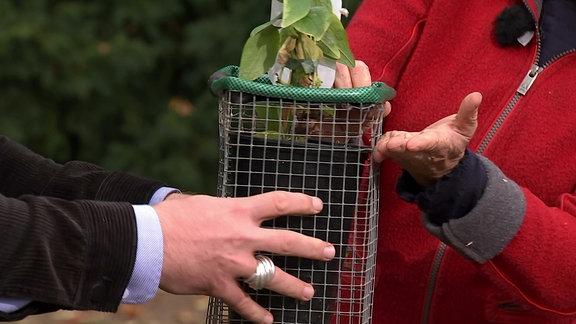 Schutz vor Wühlmäusen im Garten: Barrieren und Ablenkung als Lösungsansätze Schutz vor Wühlmäusen im Garten: Barrieren und Ablenkung als Lösungsansätze
