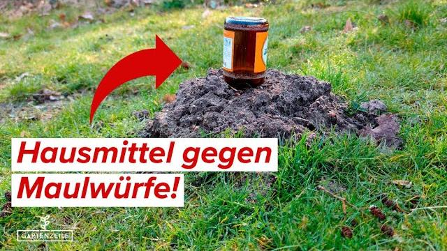 Tipps zur Bekämpfung von Wühlmäusen: Was wirklich hilft Tipps zur Bekämpfung von Wühlmäusen: Was wirklich hilft