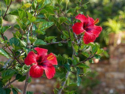 Wunderschöne Blütezeit Wann blüht Hibiskus? Sieu Thi Do Noi That