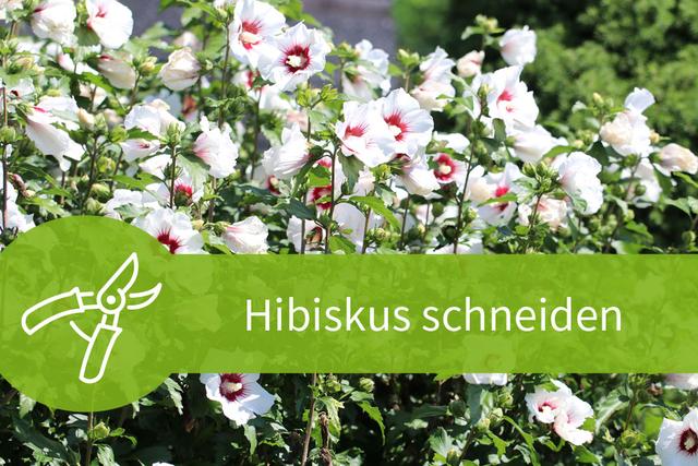Die optimale Blühzeit von Hibiskus: Wann sollten Sie Ihre Pflanze schneiden?
