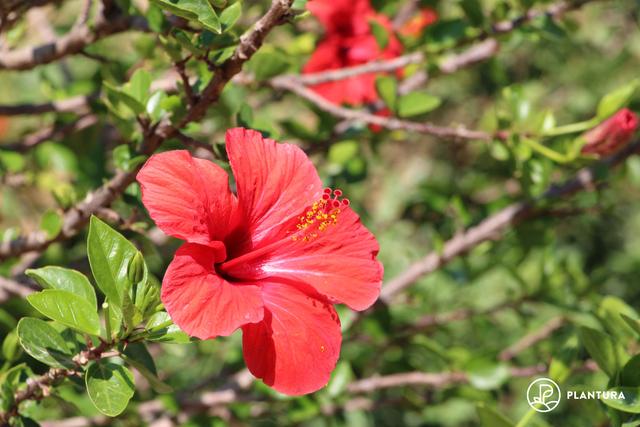 Von Juli bis September: Der Zeitraum, in dem Hibiskus seine Blütenpracht entfaltet