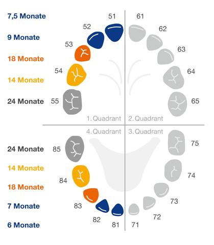 Was passiert beim Zahndurchbruch? Eine visuelle Darstellung Was passiert beim Zahndurchbruch? Eine visuelle Darstellung