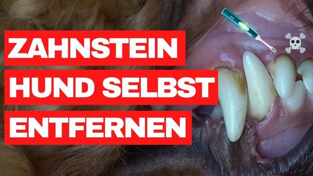 Zahnstein beim Hund selbst behandeln: Praktische Ratschläge und Vorgehensweisen