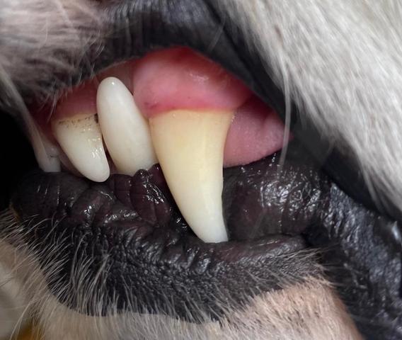 Selbst Zahnstein bei deinem Hund entfernen: Schritt-für-Schritt-Anleitung