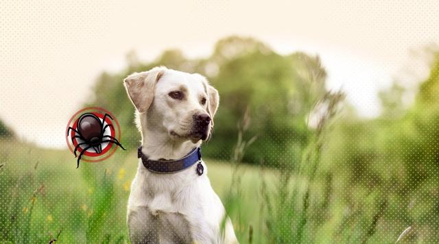 Zeckenbiss beim Hund: Symptome, Behandlung und wann zum Tierarzt Zeckenbiss beim Hund: Symptome, Behandlung und wann zum Tierarzt
