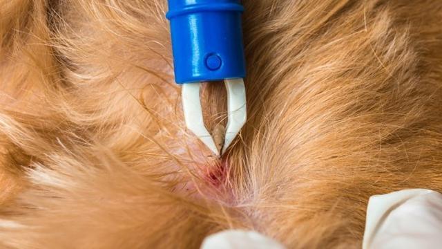 Zeckenbiss beim Hund: Wann ist ein Besuch beim Tierarzt notwendig? Zeckenbiss beim Hund: Wann ist ein Besuch beim Tierarzt notwendig?