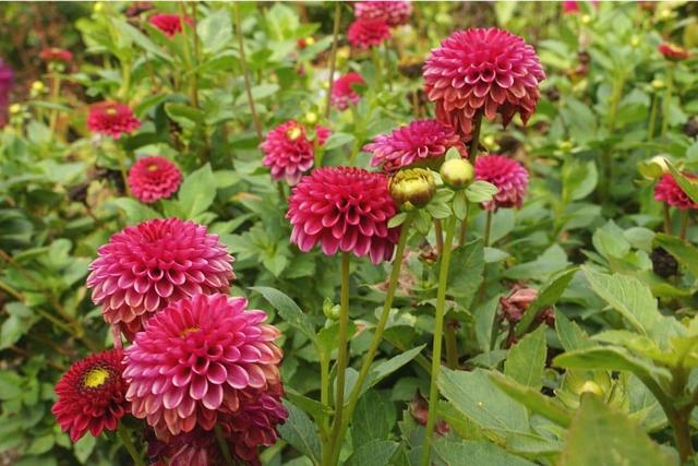 Der richtige Zeitpunkt für die Blüte von Dahlien: So planen Sie Ihren Garten Der richtige Zeitpunkt für die Blüte von Dahlien: So planen Sie Ihren Garten