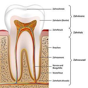 Freiliegende Zahnhälse: Was Sie tun können, um Schmerzen zu lindern und Ihre Zähne zu schützen Freiliegende Zahnhälse: Was Sie tun können, um Schmerzen zu lindern und Ihre Zähne zu schützen
