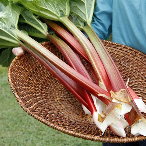 Zu welcher Jahreszeit kann man Rhabarber ernten?