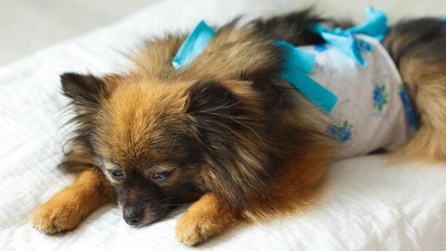 Ab welchem Alter sollten Hunde kastriert werden? Ab welchem Alter sollten Hunde kastriert werden?