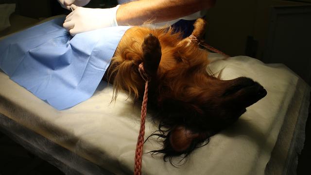 Zu welchem Zeitpunkt ist es am besten, einen Hund zu kastrieren? Zu welchem Zeitpunkt ist es am besten, einen Hund zu kastrieren?