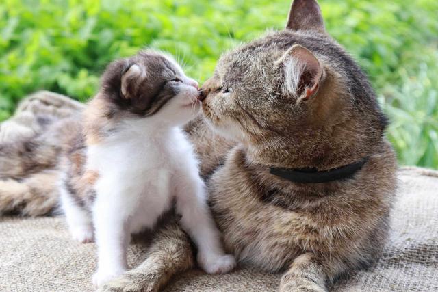 Das Wachstum von Katzen: Ab wann sind sie ausgewachsen?