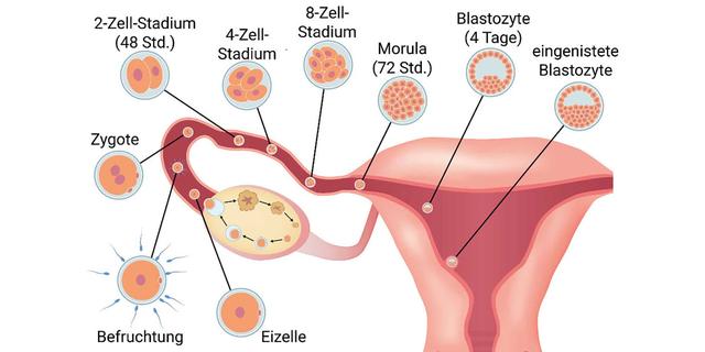 Kann ich spüren, ob die Einnistung geklappt hat? Kann ich spüren, ob die Einnistung geklappt hat?