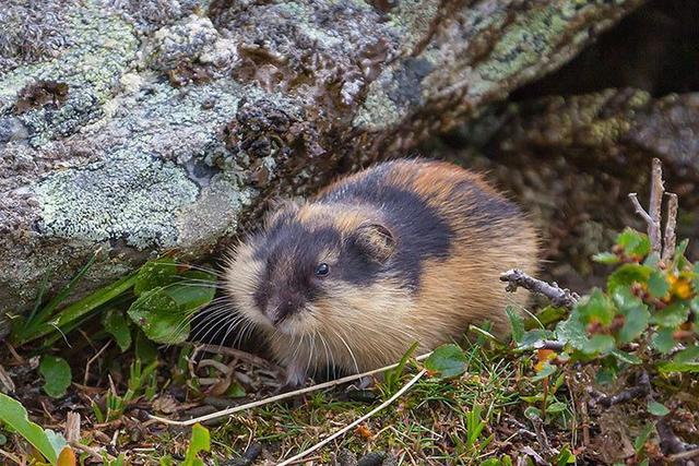 1. Lemminge: Kleine Nagetiere in kälteren Regionen der Erde 1. Lemminge: Kleine Nagetiere in kälteren Regionen der Erde