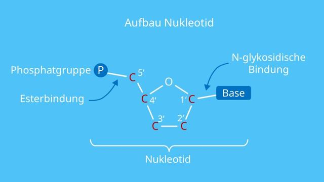 Unterschiede zwischen DNA- und RNA-Nukleotiden