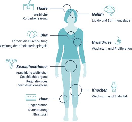 2. Funktion und Wirkung der weiblichen Geschlechtshormone Östrogene 2. Funktion und Wirkung der weiblichen Geschlechtshormone Östrogene