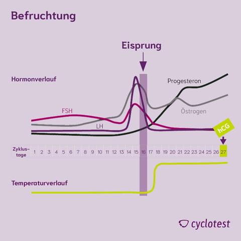3. Östrogene: Ihre Rolle im Menstruationszyklus und der Schwangerschaft 3. Östrogene: Ihre Rolle im Menstruationszyklus und der Schwangerschaft