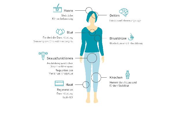 1. Die Bedeutung von Östrogenen in Bezug auf den weiblichen Körper 1. Die Bedeutung von Östrogenen in Bezug auf den weiblichen Körper