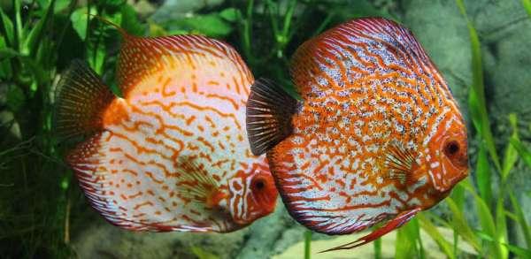 Einfach und preiswert: So gelingt der Bau eines eigenen Aquariums Einfach und preiswert: So gelingt der Bau eines eigenen Aquariums