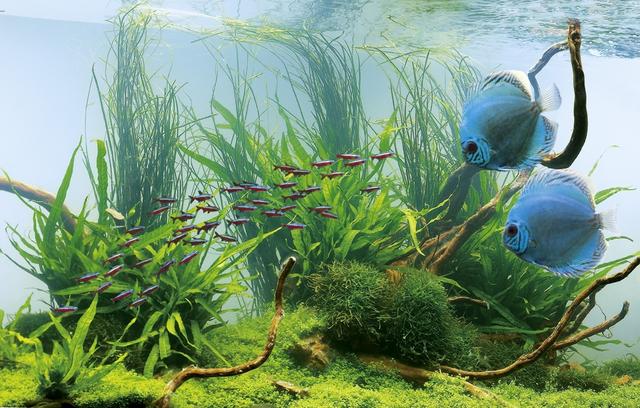 Günstig und individuell: So bauen Sie Ihr eigenes Aquarium Günstig und individuell: So bauen Sie Ihr eigenes Aquarium