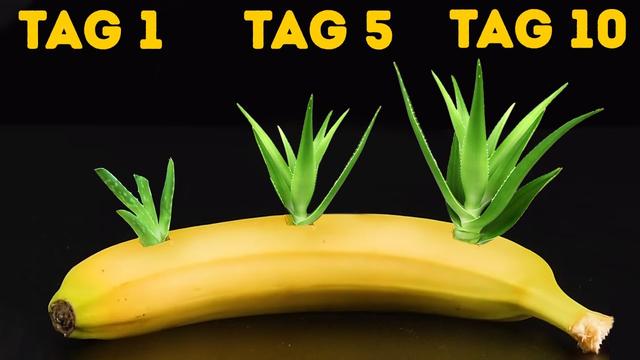 Banane selber ziehen Züchten Sie Ihren eigenen Bananenbaum! Sieu