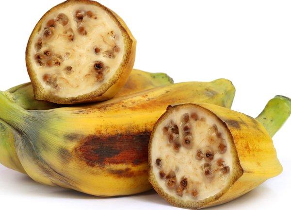 Banane selber ziehen Züchten Sie Ihren eigenen Bananenbaum! Sieu