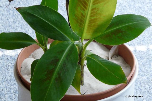 Bananenbaum selber züchten: Welche Sorten eignen sich? Bananenbaum selber züchten: Welche Sorten eignen sich?