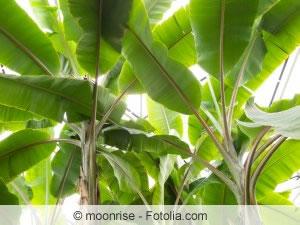 Winterharte Bananensorten: Anleitung zur erfolgreichen Zucht Winterharte Bananensorten: Anleitung zur erfolgreichen Zucht